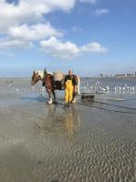 Zeesymfonie Oostduinkerke - B&B Koksijde
