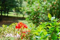 Home & Pet - Fiori - Bed and Breakfast Basiglio