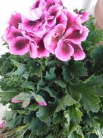 La Baita Suite - B&B Sicignano degli Alburni