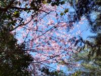 Recanto Flor de lis - B&B Gonçalves