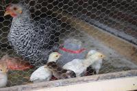 Turismo Rural Lo Vilches - Bed and Breakfast Chillán