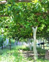 TENUTA BOSCO-Casa Vacanze - B&B Cetara
