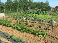 Agriturismo Aiole - Ferienwohnung Castiglione d'Orcia