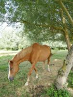 Suite con acceso al spa