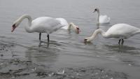 Lovely apartment at Balatonfenyves - B&B Balatonfenyves