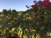 Villa Pelagia - Bed and Breakfast