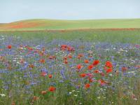 Villa Lea Lee - B&B Strehlow