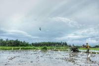 Pondok Uma Ubud - Bed and Breakfast Ubud