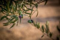 Standaard Kamer met Kingsize Bed