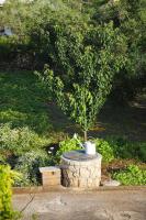 Senkini Dvori - Bed and Breakfast Sutomišćica