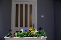 Apartmani Sunset Rogotin - Ferienwohnung Rogotin