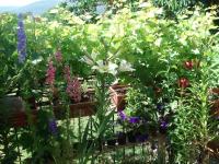 Abruzzo Segreto - B&B Navelli