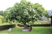 La Quintana Sinariega - B&B Sinariega