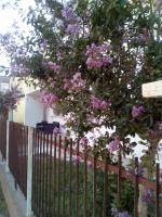 The judas trees - B&B Mestre