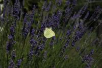 Apartment - Erdgeschoss