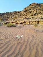 Wadi Rum Bedouin Way Camp