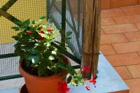 La Bomboniera - B&B