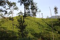 The Tea View Guest Ella - B&B