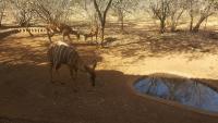 Aloes Bush Stay - Ferienwohnung Hoedspruit