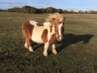 New Forest Brockenhurst - B&B Brockenhurst