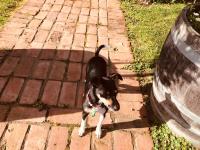 Prodigal Daughter Gourmet Lodge - B&B Martinborough