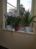 Dreamtime studio - B&B