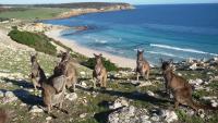 Waves & Wildlife Cottages Kangaroo Island - B&B Stokes Bay