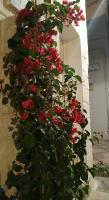 La terrazza di Gioia - Chambres d'hôtes Monopoli