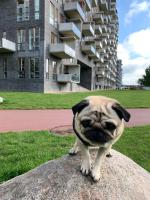 Cute Pug Guest Room - B&B