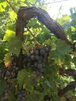 Liznjan - Blue Gate Manor - Ferienwohnung Liznjan