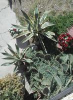 B&B Le Stanze di Amelie - B&B