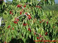 Tenuta Fortelongo - B&B Fara Vicentino