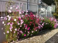 Ferienwohnungen Haus Sauer - B&B Offenheim