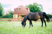 B&B Kętrzyn - Grzybek Maison champignon - Bed and Breakfast Kętrzyn