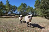 Domaine Les Petites Vaines - B&B