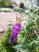 Ferienwohnung Emma - B&B Konz