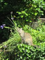 L'Ecrin de Pradou Glaz - Ferienwohnung Le Saint