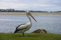 Explorer Cove Unit 6 31 Kennedy Pde - Ferienwohnung Caloundra