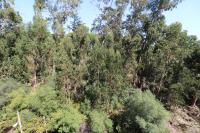Treetops Lisbon Apartment - B&B