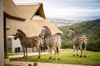 B&B Longmore - Jbay Zebra Lodge - Bed and Breakfast Longmore