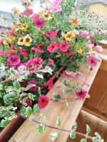 Appartamento con 1 Camera da letto con doccia