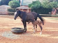 Perdehoek Venue - B&B Lichtenburg