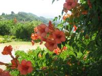 Appartamento Superior con 1 Camera da Letto 