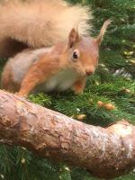 The Wee Thistle Loch Ness - B&B Drumnadrochit