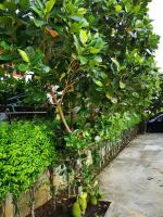 Sab Suwarn Mansion - B&B