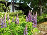 Alp Bach Madarao - Bed and Breakfast