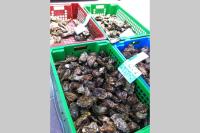 Annexe 43 - B&B Guérande