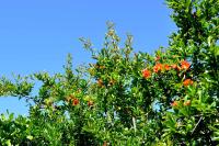 S'arenada - Ferienwohnung Cagliari