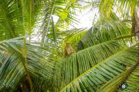 Sweet Emotion - Bed and Breakfast Mirissa city