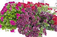 Apartment ANGIE 2 - Marjan Hill - B&B Spalato